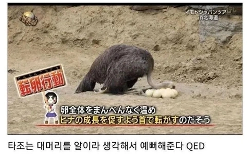 ラクダはハゲ頭を見たときに何をするか