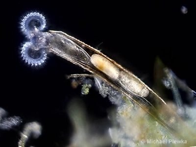 (SOUND)頭にチェーンソーを付けた生き物