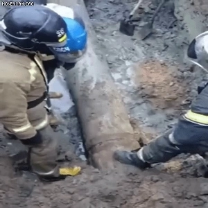 排水管でよく見かける生き物