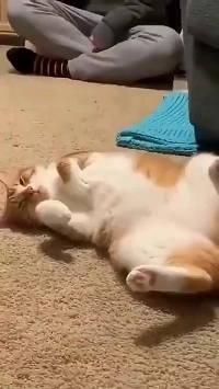 (SOUND)Reddit.mp4 のホットな猫ビデオ