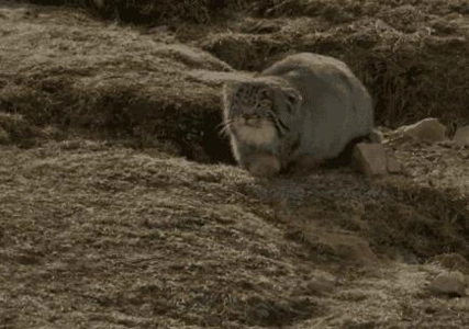 バッファリング付きマヌルネコ