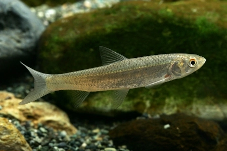 よく似た名前の魚