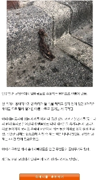 （行方不明）ヒナを助けた後に焼死した母鳥