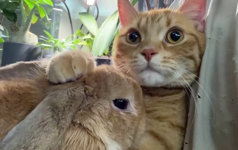 (SOUND)猫とウサギ haha​​.gif