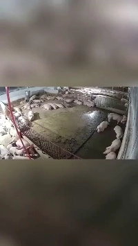 (SOUND)初めて雷を聞いた動物は反応する