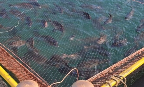 料理漫画で9割ゴミ扱いされる食材