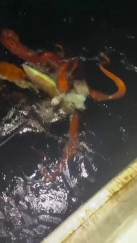 (SOUND)釣り中に出会った大男。