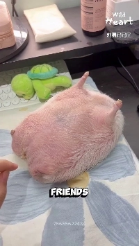 (SOUND)高度に肥満のハリネズミ.mp4