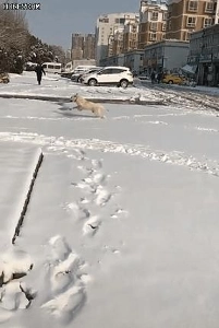 雪がたくさん降ったので犬は興奮しています