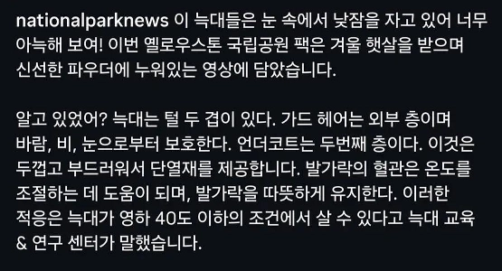 (SOUND)雪の中で昼寝をするオオカミ