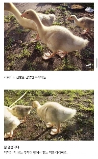 ガチョウを孵化させるドルイド僧