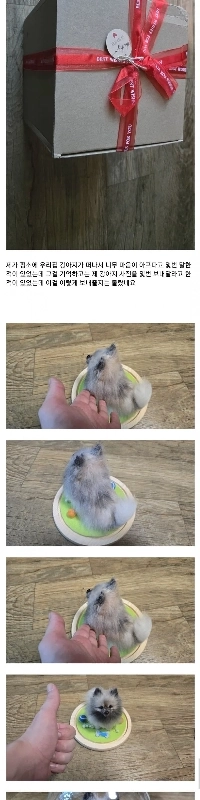 中国人の友人から、死んだ犬の写真を送ってほしいと頼まれました。jpg