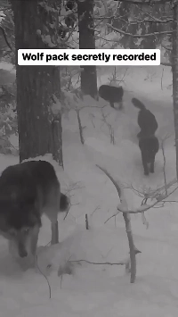 (SOUND)移動中のオオカミの群れ