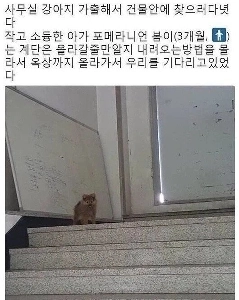 オフィスの犬が逃げる