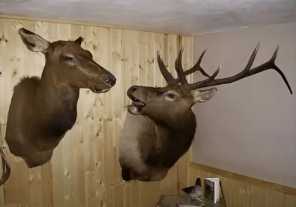 家にいるように言いました