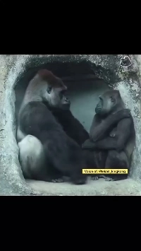 (SOUND)これ以上家族が増えることに反対する赤ちゃんたち。