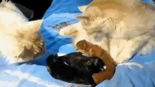 でもハニー。よく見てください。がんを見れば色がわかります。