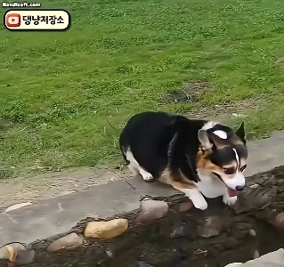 ウェルシュ・コーギーでもこのレベルを超えることはあります。