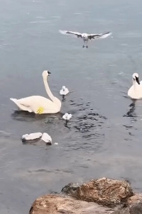 カモメを捕まえる白鳥