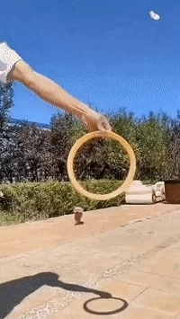 また飼い主に騙されて表情が変わるプードル。MP4