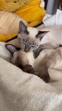 (SOUND)ハニースリープ??