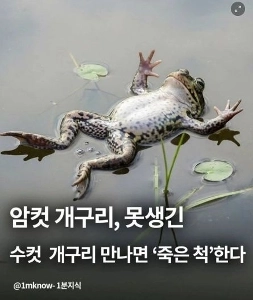 なぜカエルも醜くないのか