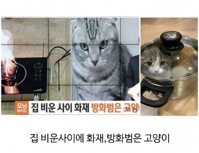 住宅火災時のペットの反応