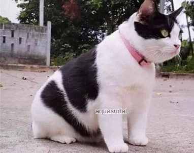 田舎のおばあちゃんの家に送られた子猫