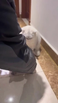 (SOUND)友人の足の爪を切るのを手伝うニャー