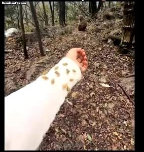 猿男を信じてた