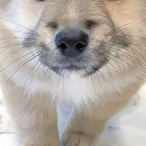 二つの顔を持つ犬