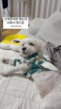 予定がキャンセルになった犬の顔。