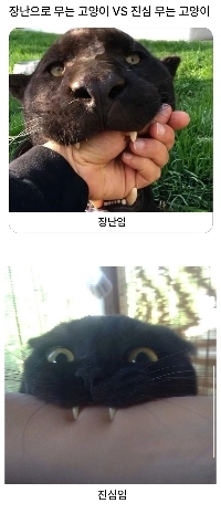 遊びで噛む猫と本気の猫