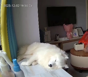 (SOUND)お昼寝中のサモエド。