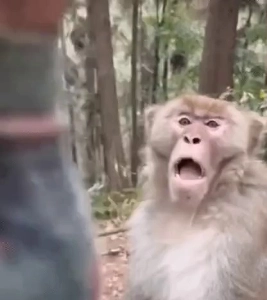 猿を怒らせる…gif