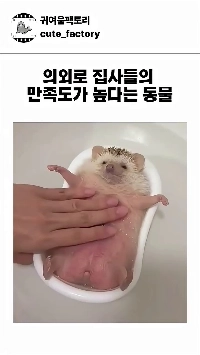 (SOUND)驚くべきことに、ペットは飼い主の満足度が高いと言われています。mp4