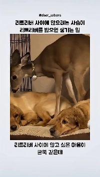 (SOUND)レトリーバーの子犬の間に座ろうとする鹿がレトリーバーを踏みつける.mp4
