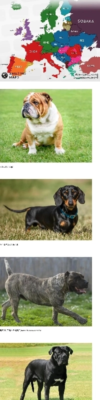 ヨーロッパでは「犬」のことを「犬」と呼びます。