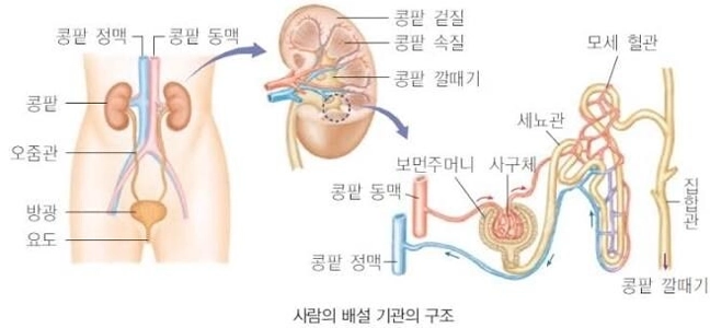 “”””肛門は排泄器官です!””””ミームの小さな間違い