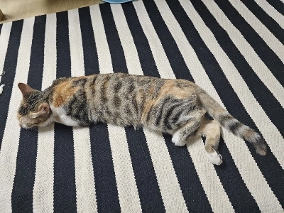 体のプロポーションjpg。