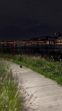 (SOUND)最近、漢江沿いでタヌキがよく見られます。