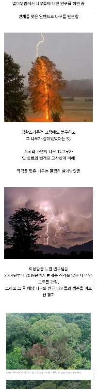 故意に木に雷が落ちた