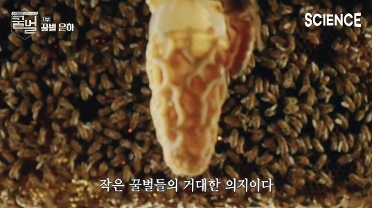 女王蜂が決まるまでの過程