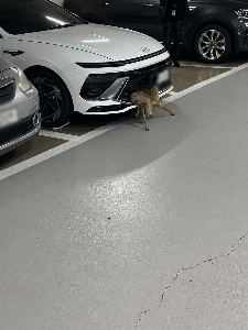 嫌です) 車の所有者はバンパーにヘラジカがいるとも知らずに運転しましたㄷㄷ