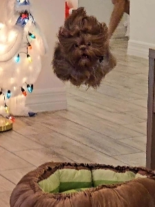 人気犬の瞬間を捉えた写真