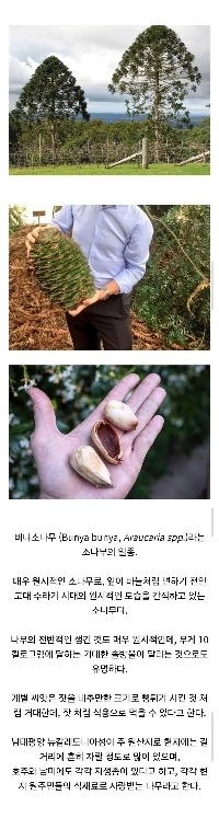 オーストラリアで頻繁に死亡事故を引き起こす一般的な松ぼっくりの大きさ。jpg