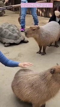 (SOUND)カピバラの衝撃の実寸サイズ。