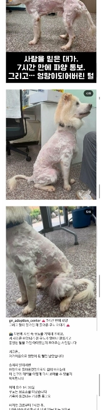 7時間後に捨てられた子犬