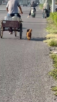(SOUND)この人たちが犬だとは思えない