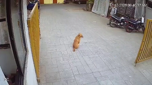 インドで犬に噛まれた時の対処法